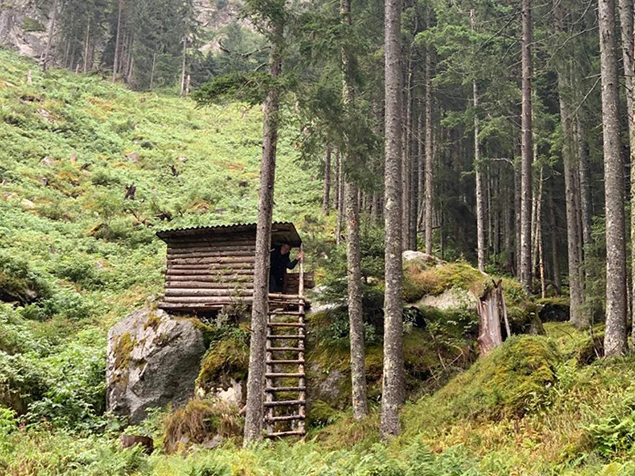Almhütte im Wald